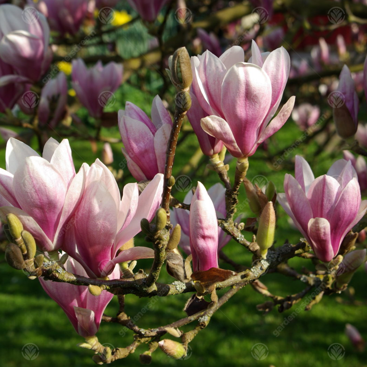Magnolia Picture Tree (7.5L, 4-5ft)