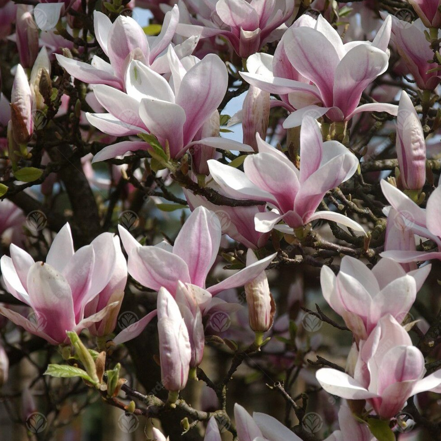 Magnolia Picture Tree (7.5L, 4-5ft)