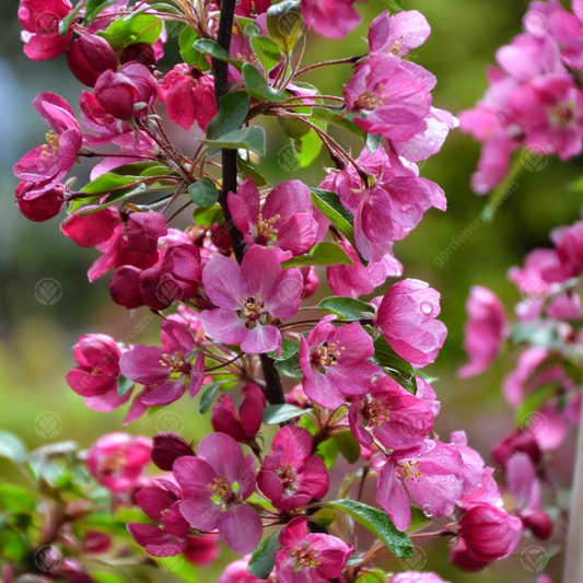 Malus Indian Magic Tree (12L, 5-6ft)