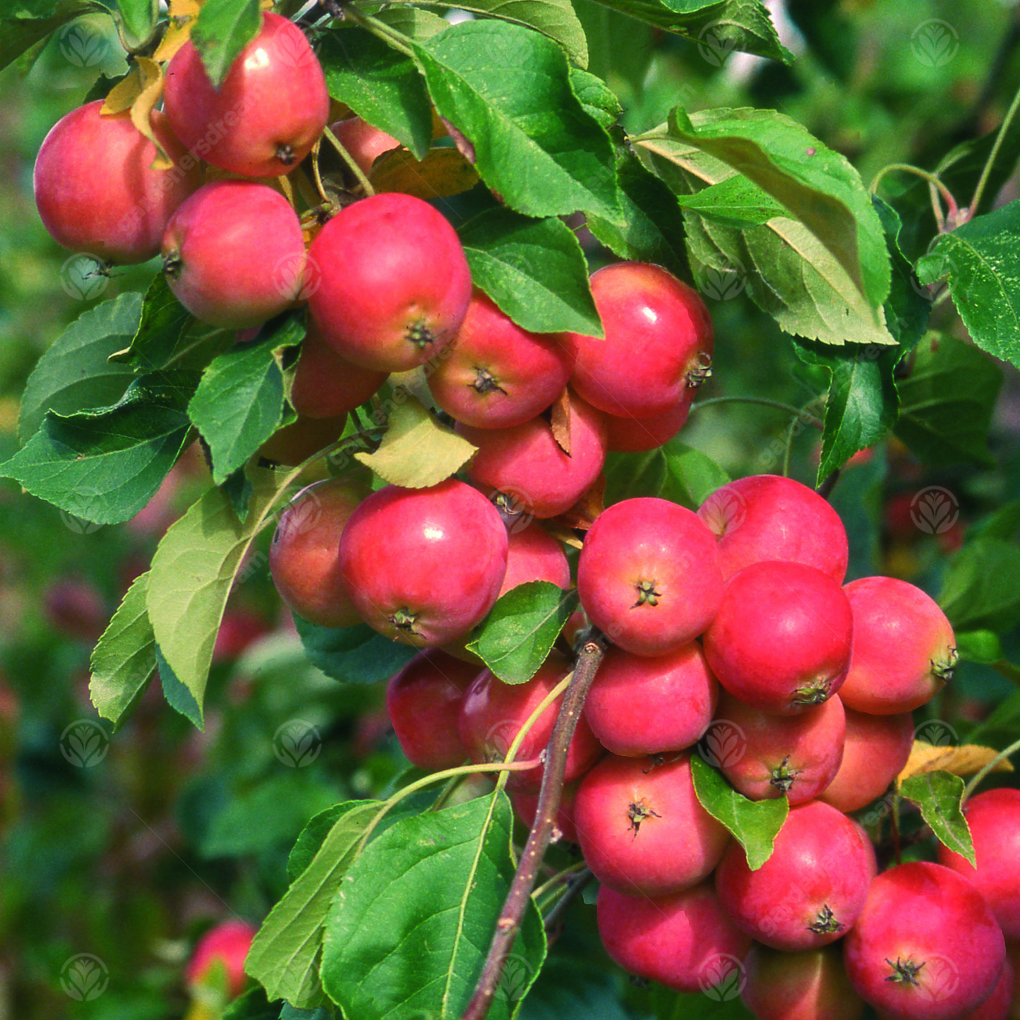 Malus Jelly King Tree (12L, 5-6ft)