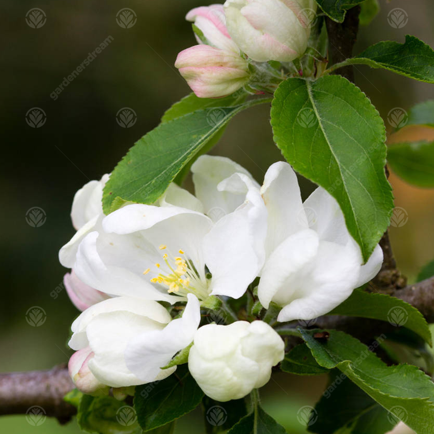 Malus Jelly King Tree (12L, 5-6ft)