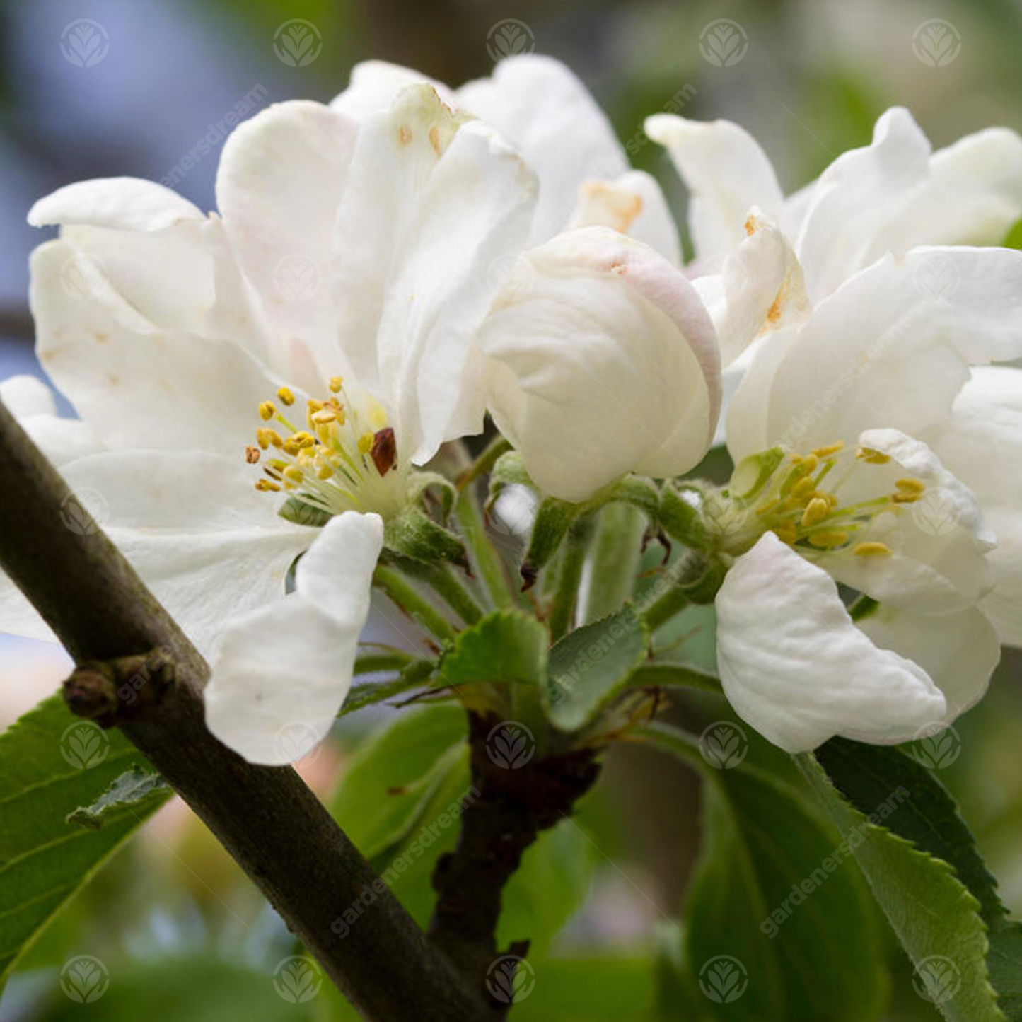 Malus Jelly King Tree (12L, 5-6ft)