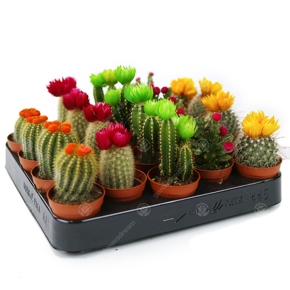 Disco Cactus Mix -  Small  (5.5cm, 20 plants)