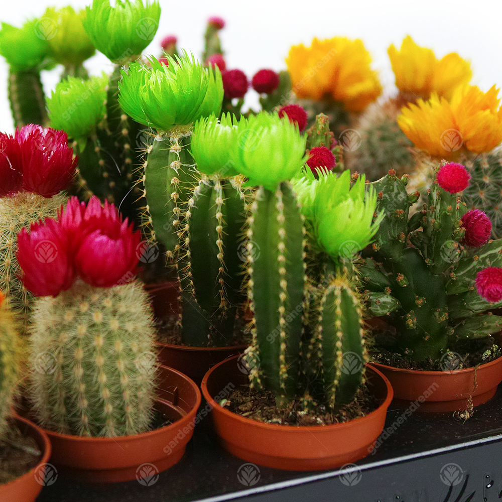 Disco Cactus Mix -  Small  (5.5cm, 20 plants)