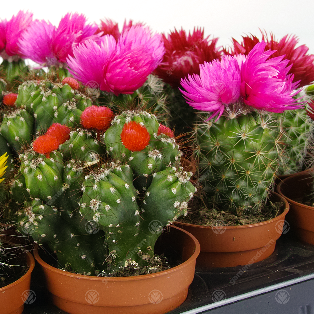 Disco Cactus Mix -  Small  (5.5cm, 20 plants)