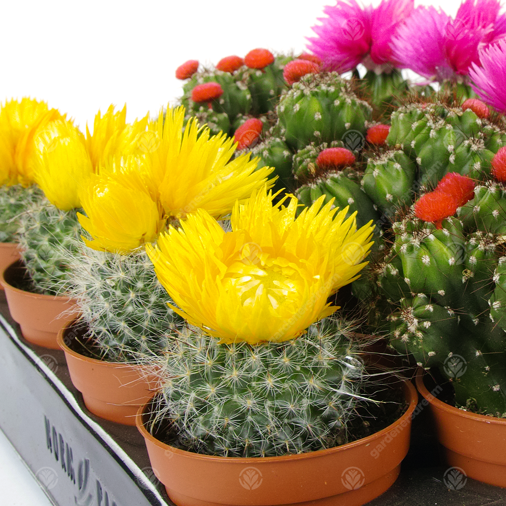 Disco Cactus Mix -  Small  (5.5cm, 20 plants)