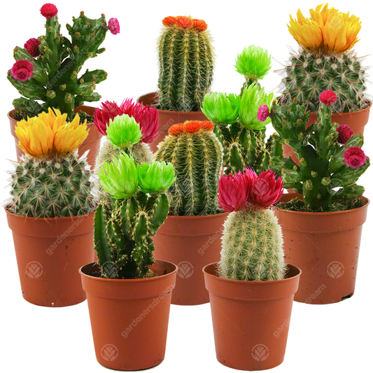 Disco Cactus Mix -  Small  (5.5cm, 10 plants)
