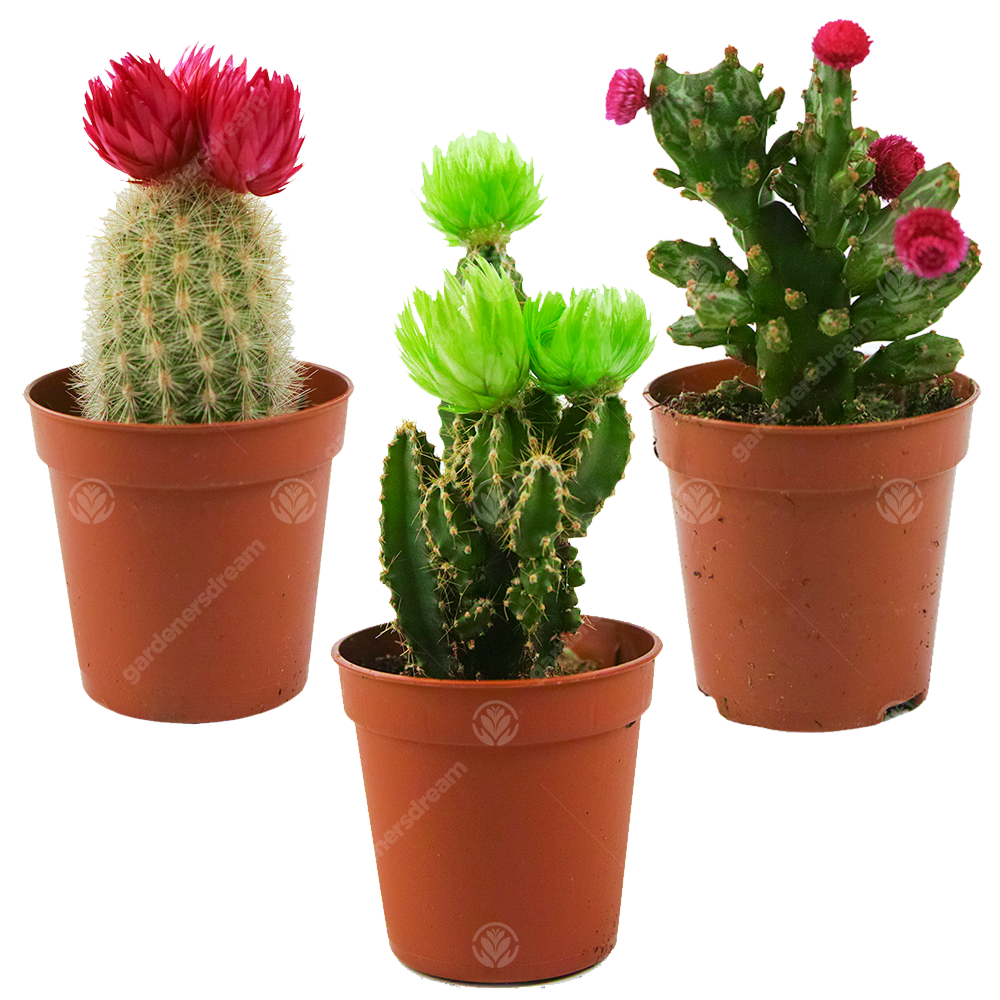 Disco Cactus Mix -  Small  (5.5cm, 3 plants)