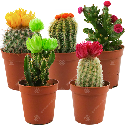 Disco Cactus Mix -  Small  (5.5cm, 5 plants)