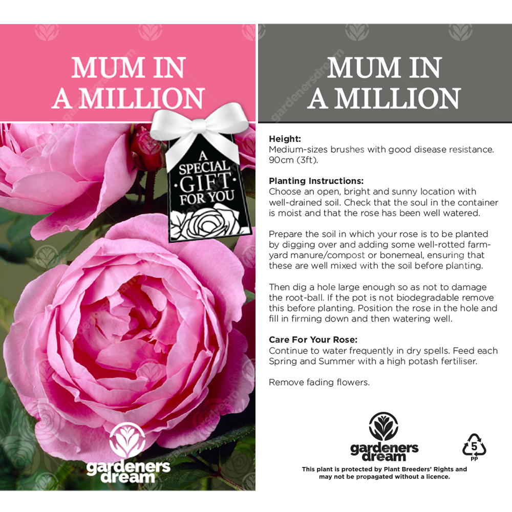 MUM IN A MILLION ROSE - Mum In A Million