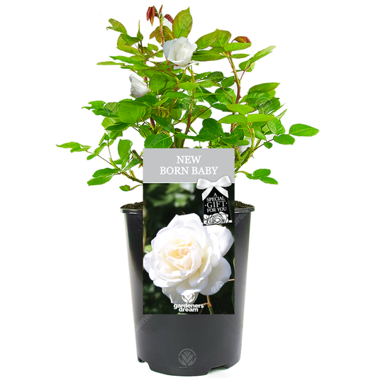 NEW BORN BABY - New Born Baby Rose Bush