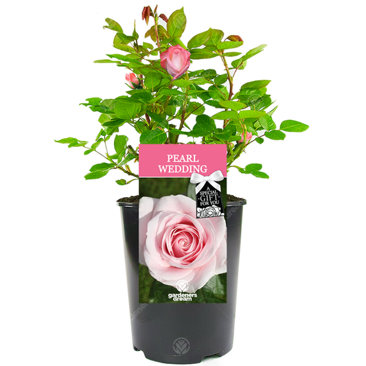 PEARL WEDDING ROSE - 30th Anniversary Rose Bush