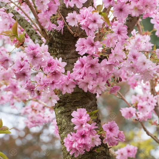 Prunus Beni-yutaka Tree (12L, 5-6ft)