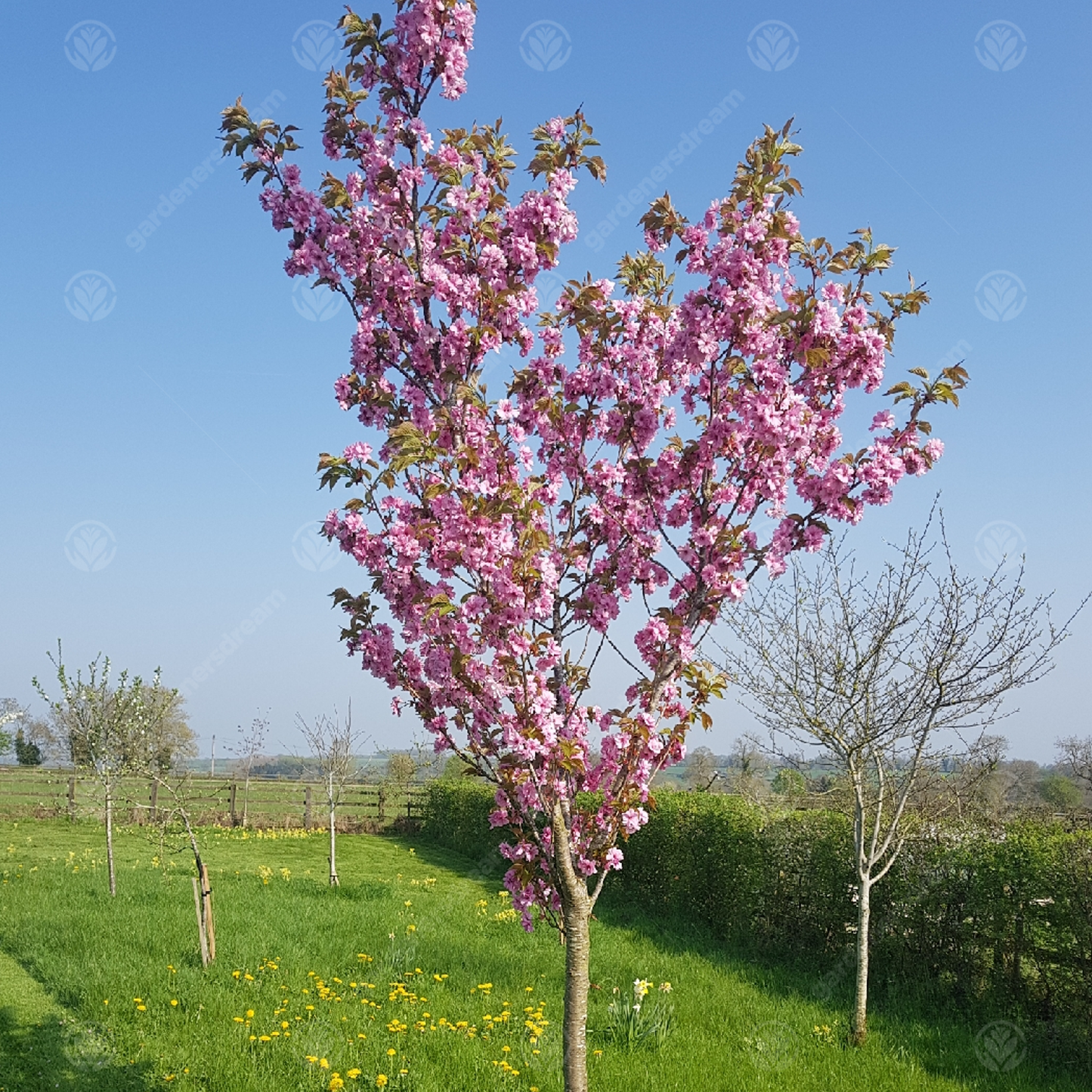 Prunus Beni-yutaka Tree (12L, 5-6ft)