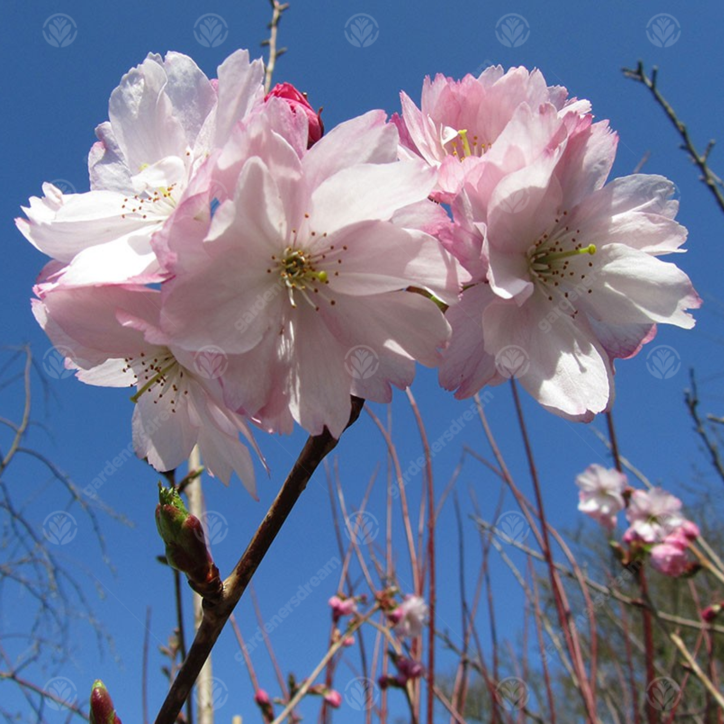Prunus Beni-yutaka Tree (12L, 5-6ft)
