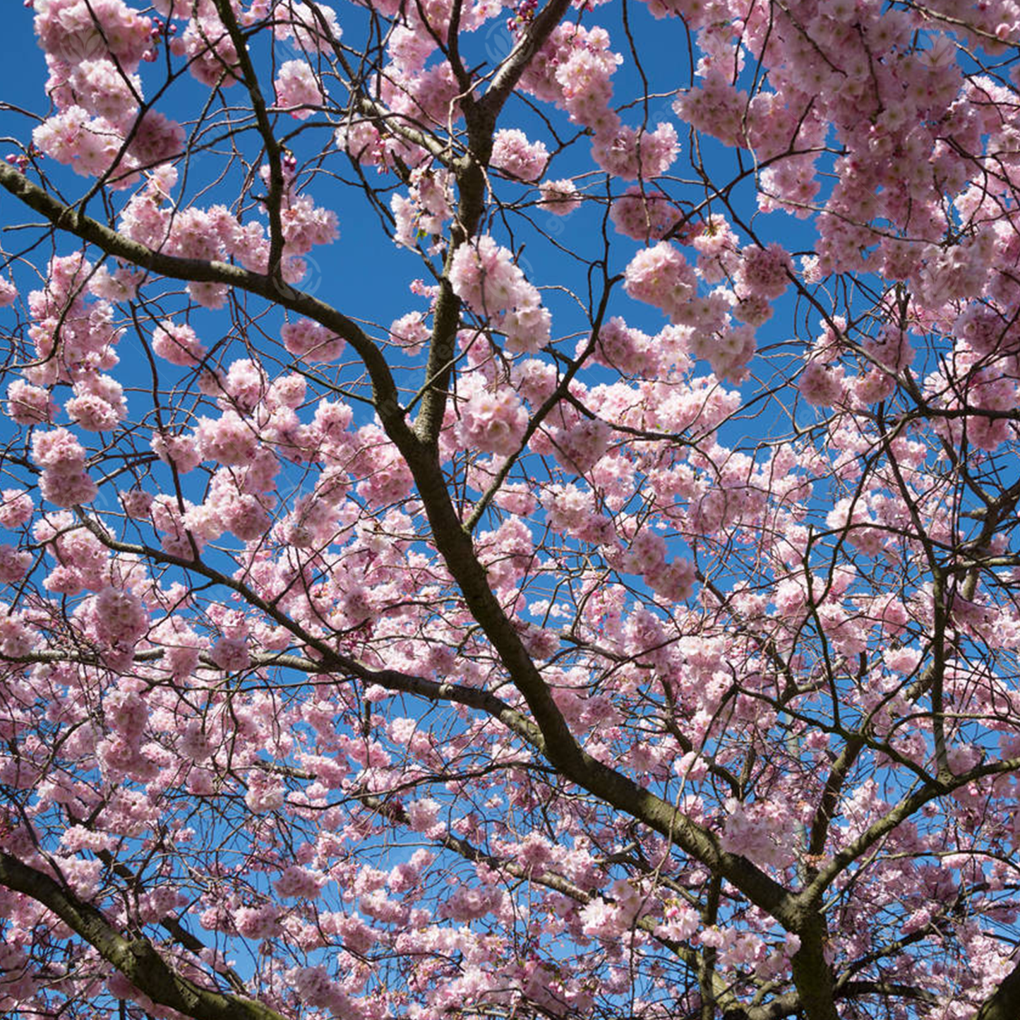 Prunus Beni-yutaka Tree (12L, 5-6ft)