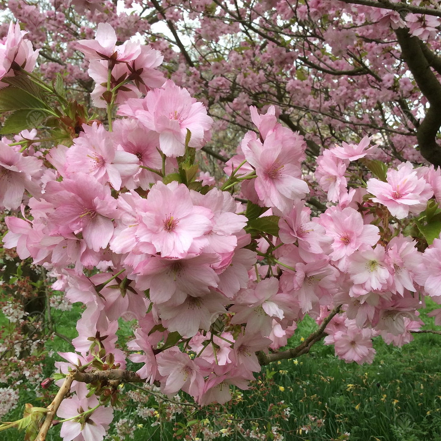 Prunus Beni-yutaka Tree (12L, 5-6ft)