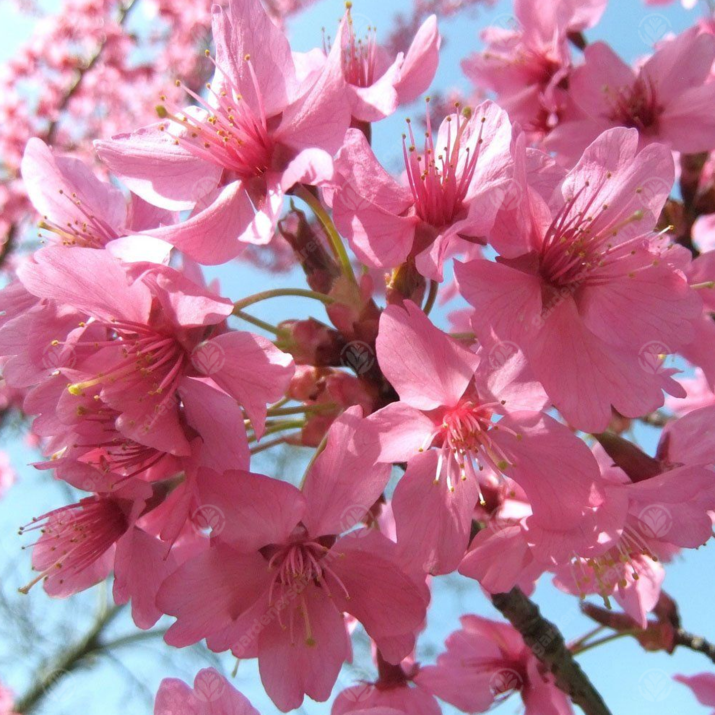 Prunus Collingwood Ingram Tree (12L, 5-6ft)