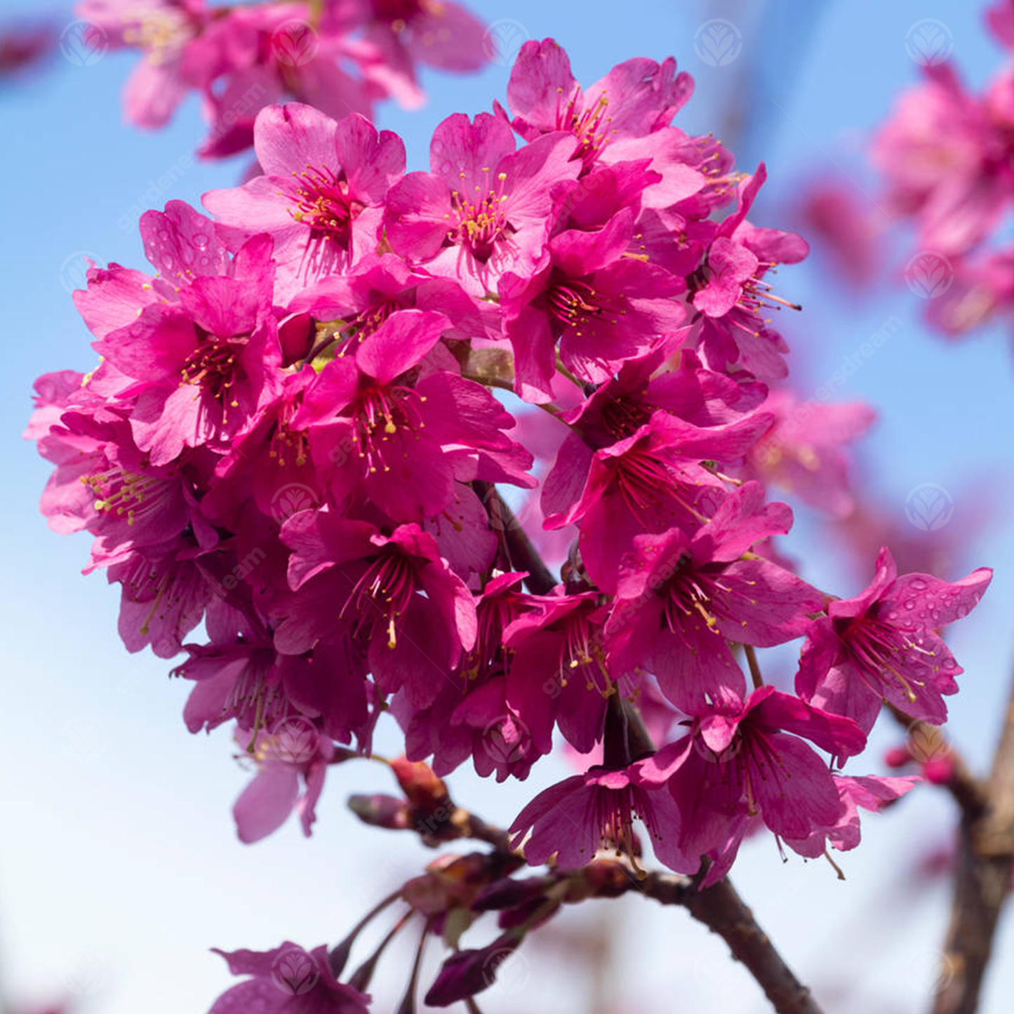 Prunus Collingwood Ingram Tree (12L, 5-6ft)