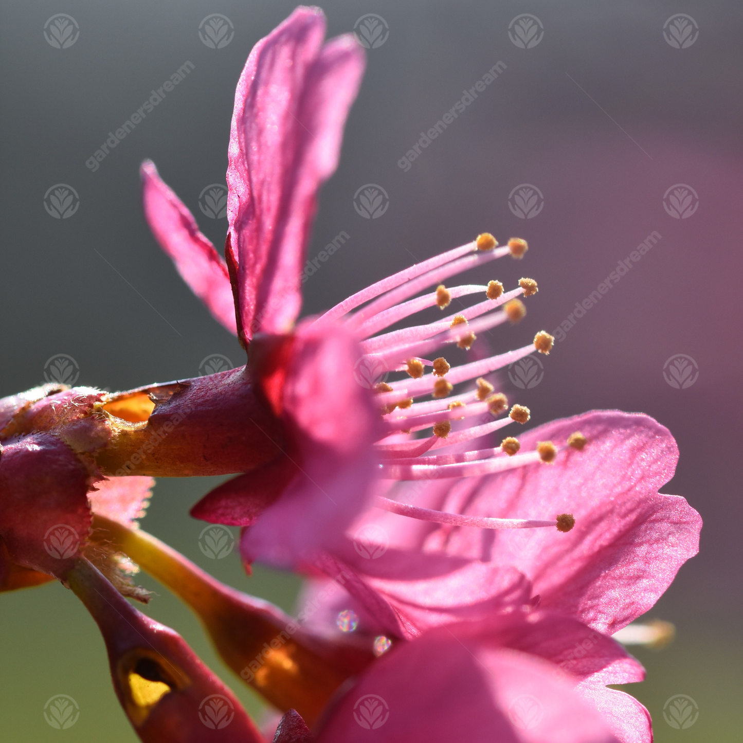 Prunus Collingwood Ingram Tree (12L, 5-6ft)