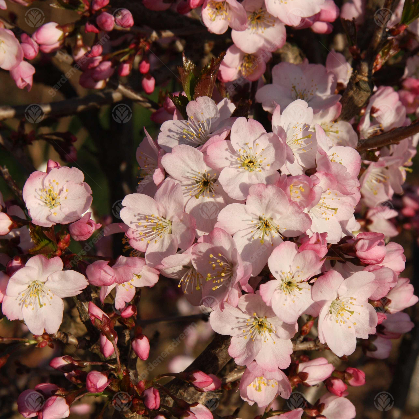 Prunus Tiltstone Hellfire Tree (12L, 5-6ft)