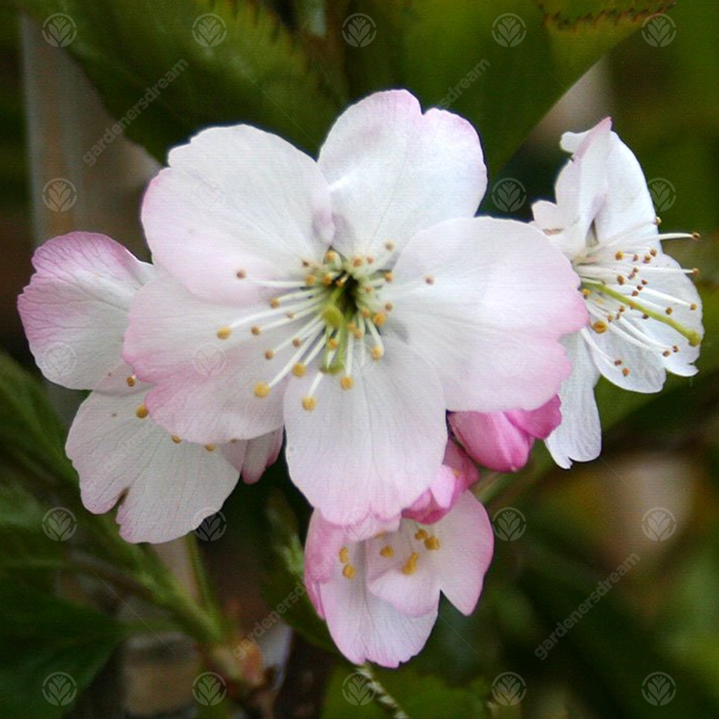 Prunus Tiltstone Hellfire Tree (12L, 5-6ft)