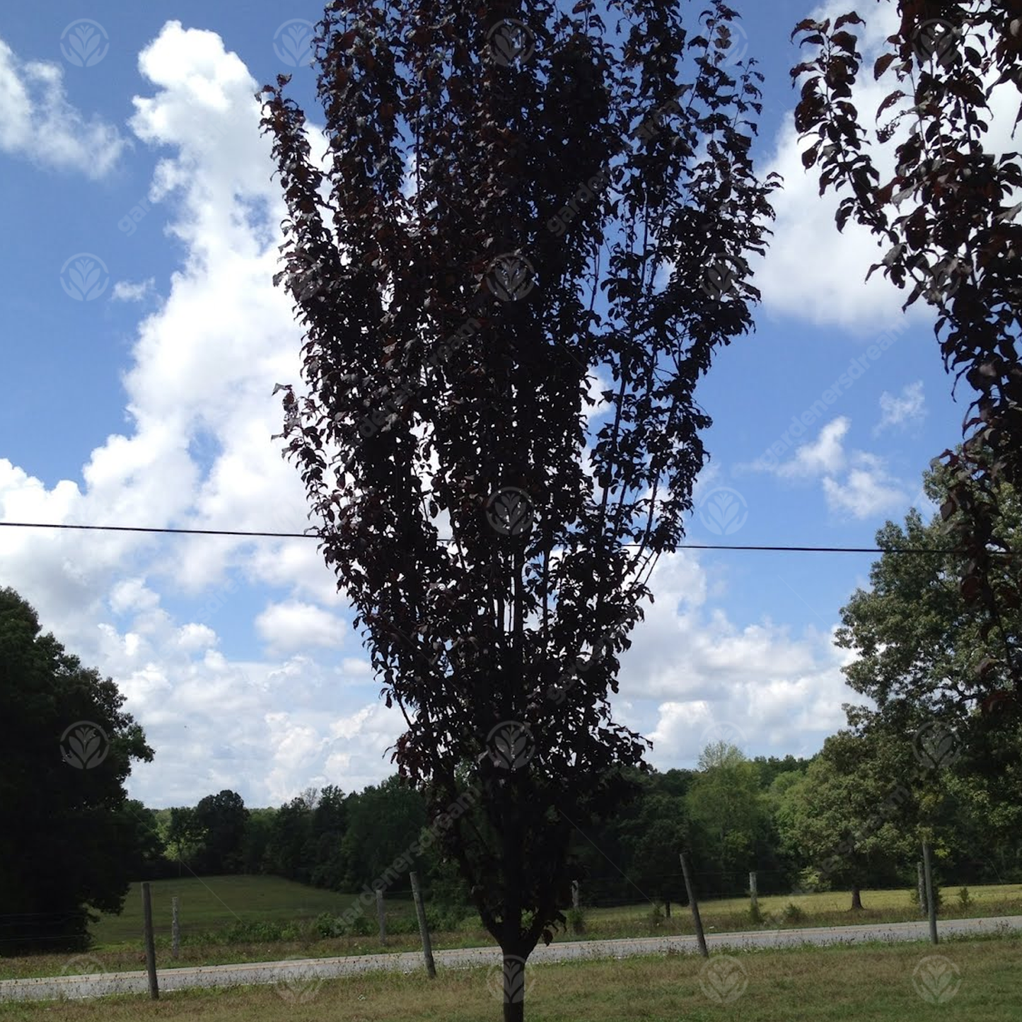 Prunus Crimson Pointe Tree (12L, 5-6ft)