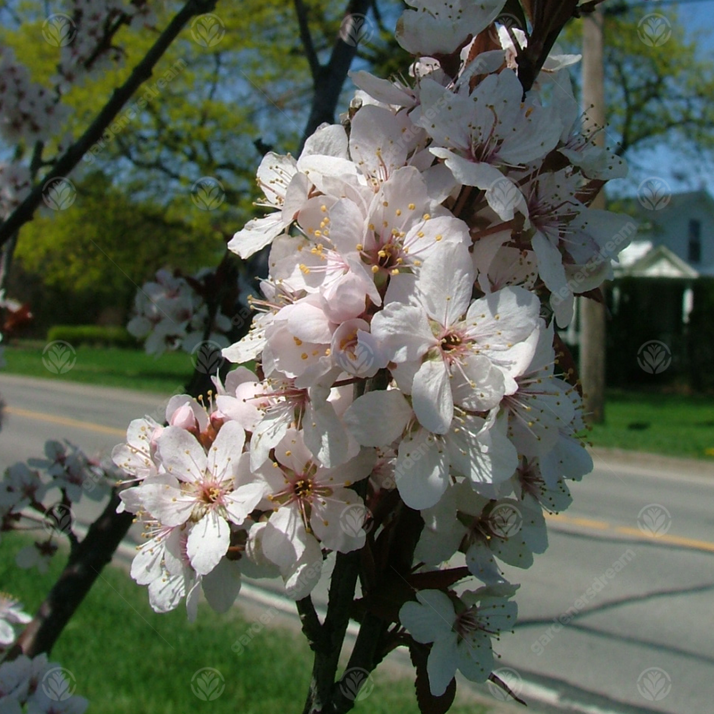 Prunus Crimson Pointe Tree (12L, 5-6ft)