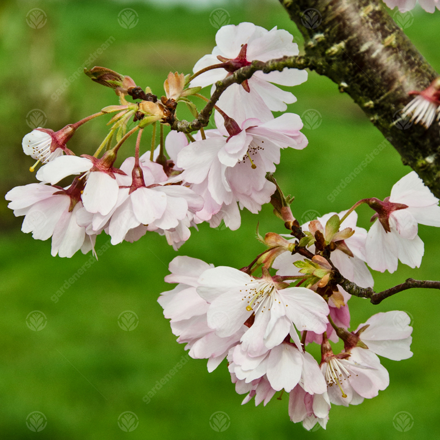 Prunus Crimson Pointe Tree (12L, 5-6ft)