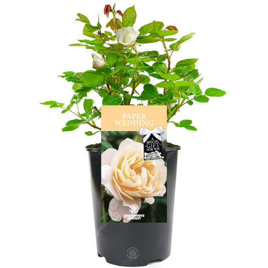 PAPER WEDDING ROSE - 1st Anniversary Rose Bush