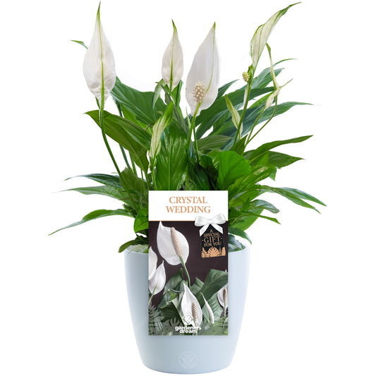 CRYSTAL WEDDING PEACE LILY - 15th Anniversary Peace Lily