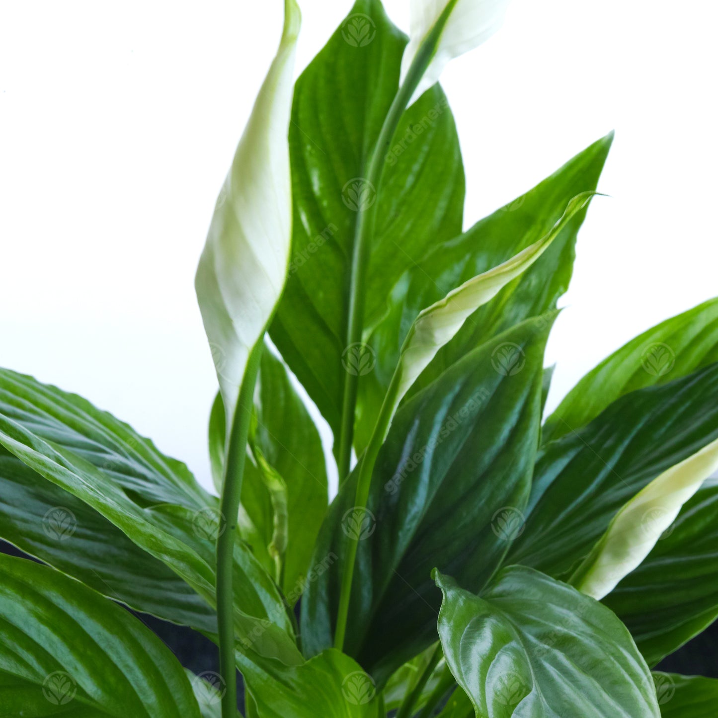 DIAMOND WEDDING PEACE LILY - 60th Anniversary Peace Lily