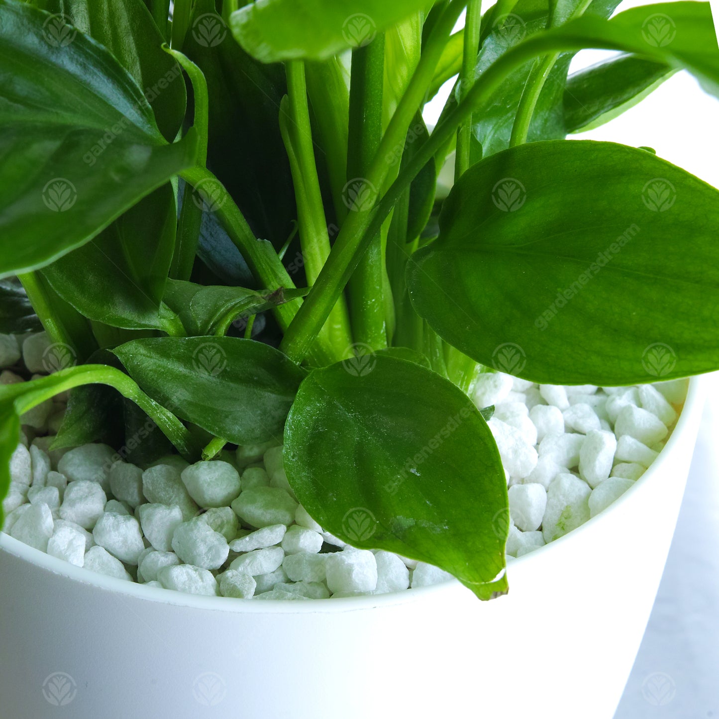 DIAMOND WEDDING PEACE LILY - 60th Anniversary Peace Lily