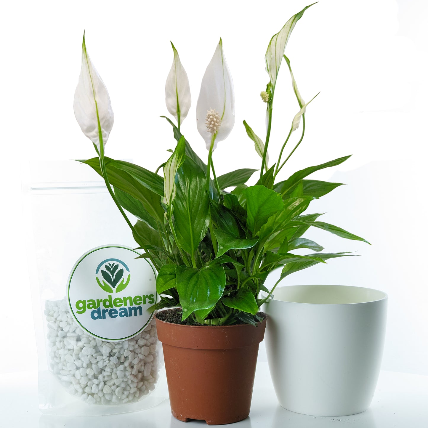 DIAMOND WEDDING PEACE LILY - 60th Anniversary Peace Lily