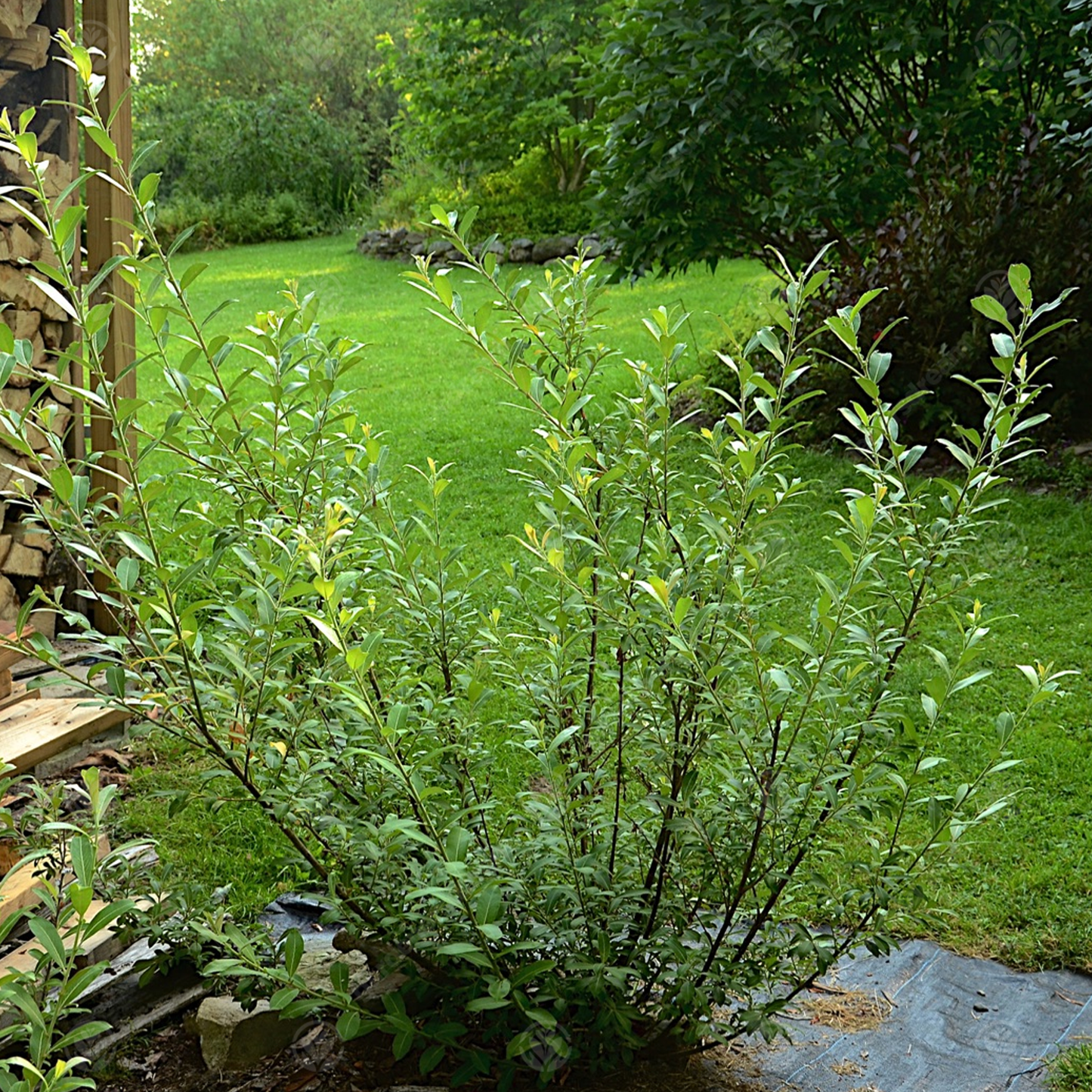 Salix Mount Aso Tree (12L, 5-6ft)