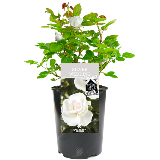 SILVER WEDDING ROSE - 25th Anniversary Rose Bush