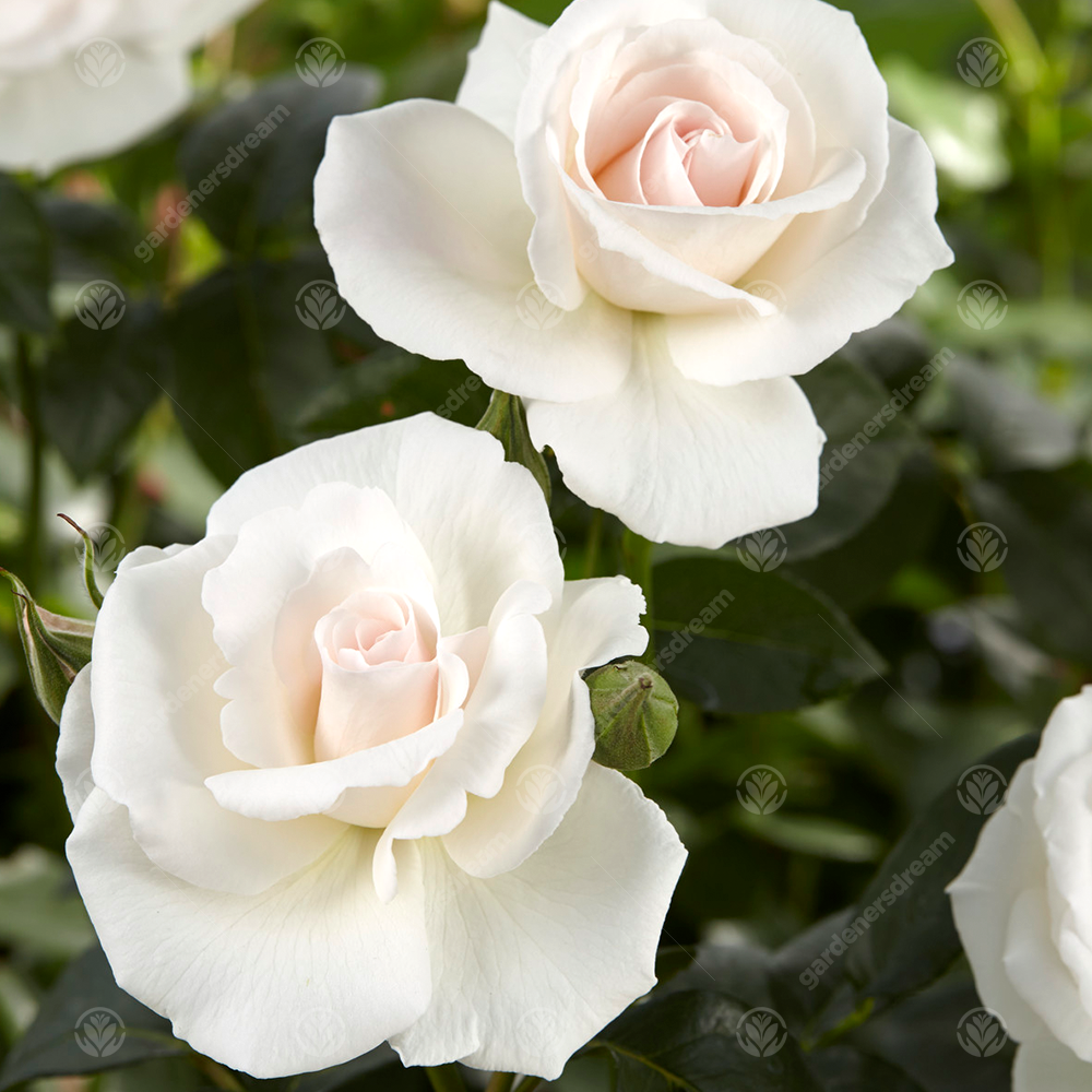 SILVER WEDDING ROSE - 25th Anniversary Rose Bush