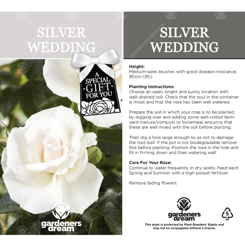 SILVER WEDDING ROSE - 25th Anniversary Rose Bush