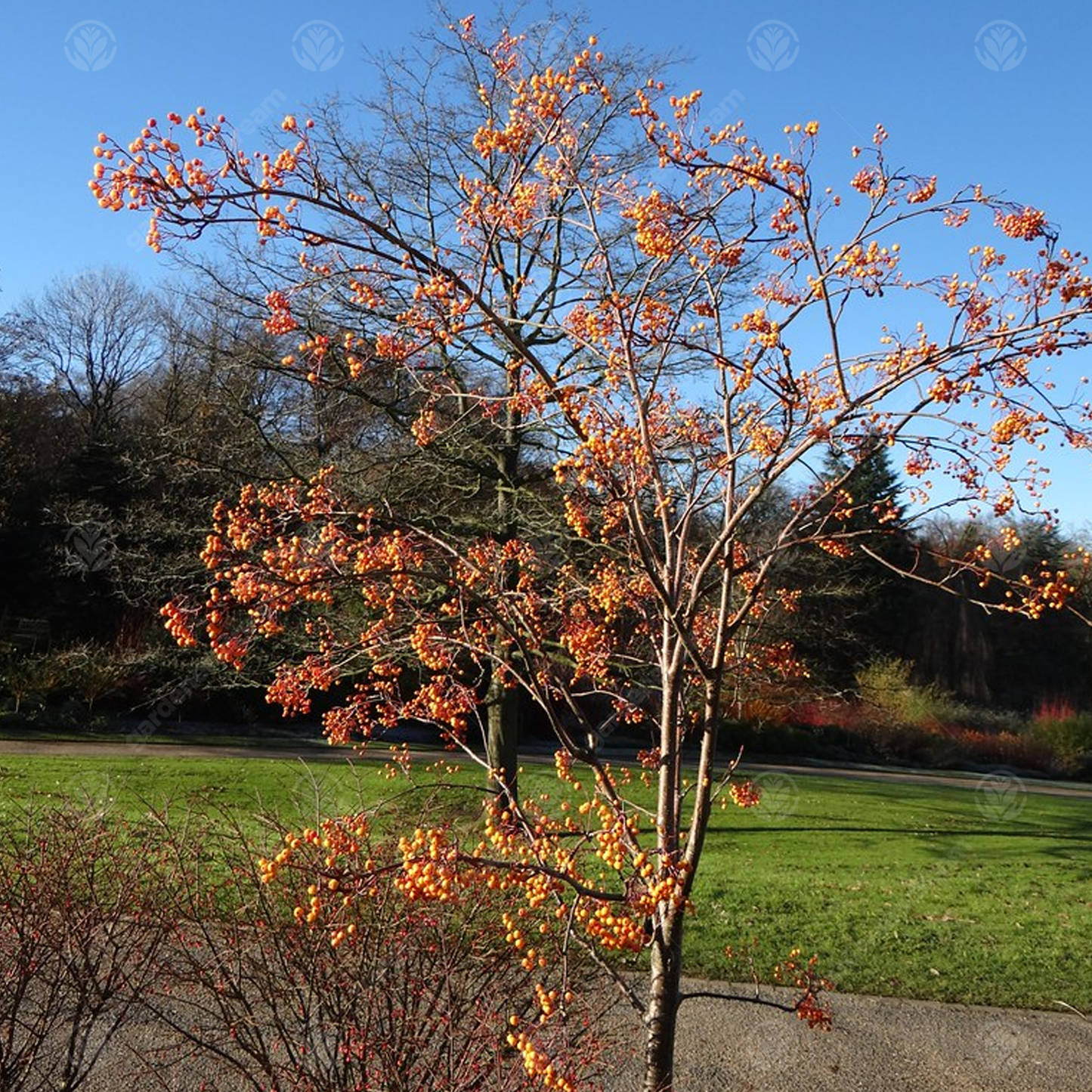 Sorbus Copper Kettle Tree (12L, 5-6ft)