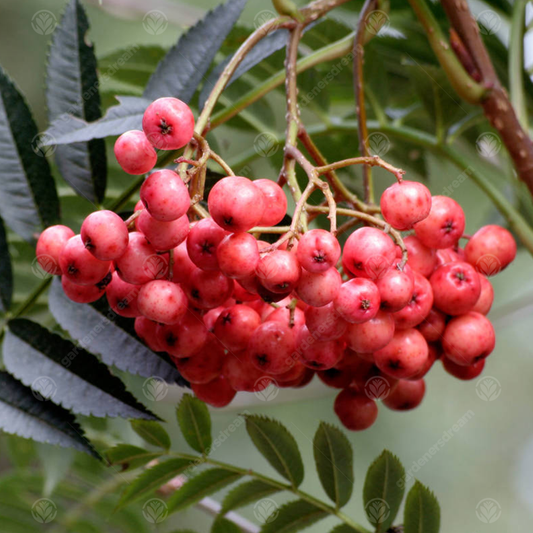 Sorbus Eastern Promise Tree (12L, 5-6ft)