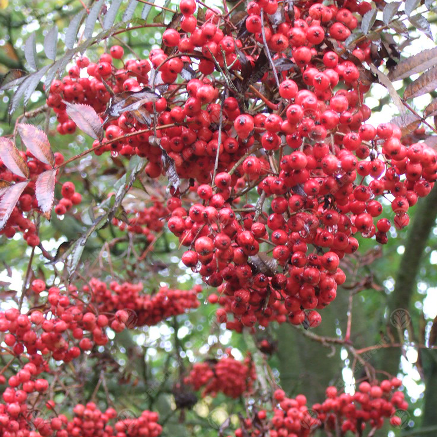 Sorbus Eastern Promise Tree (12L, 5-6ft)