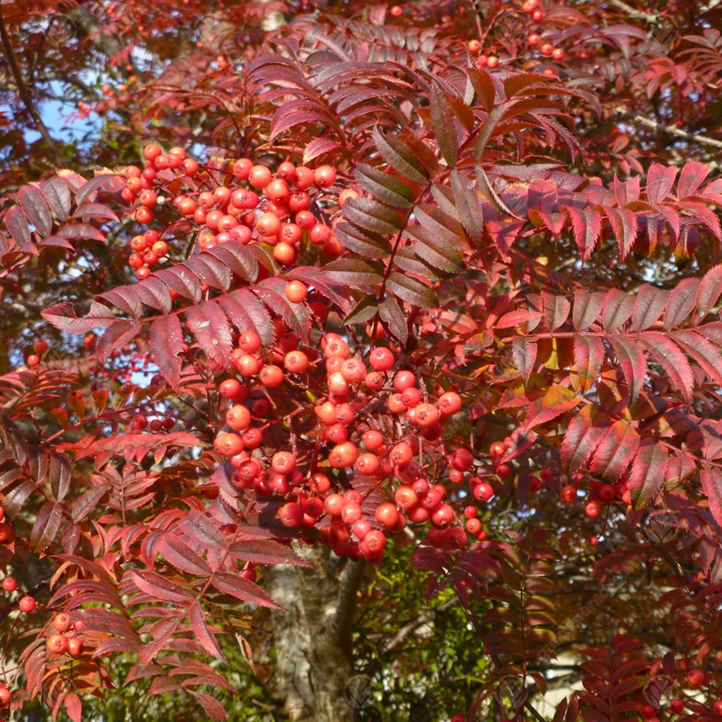 Sorbus Eastern Promise Tree (12L, 5-6ft)