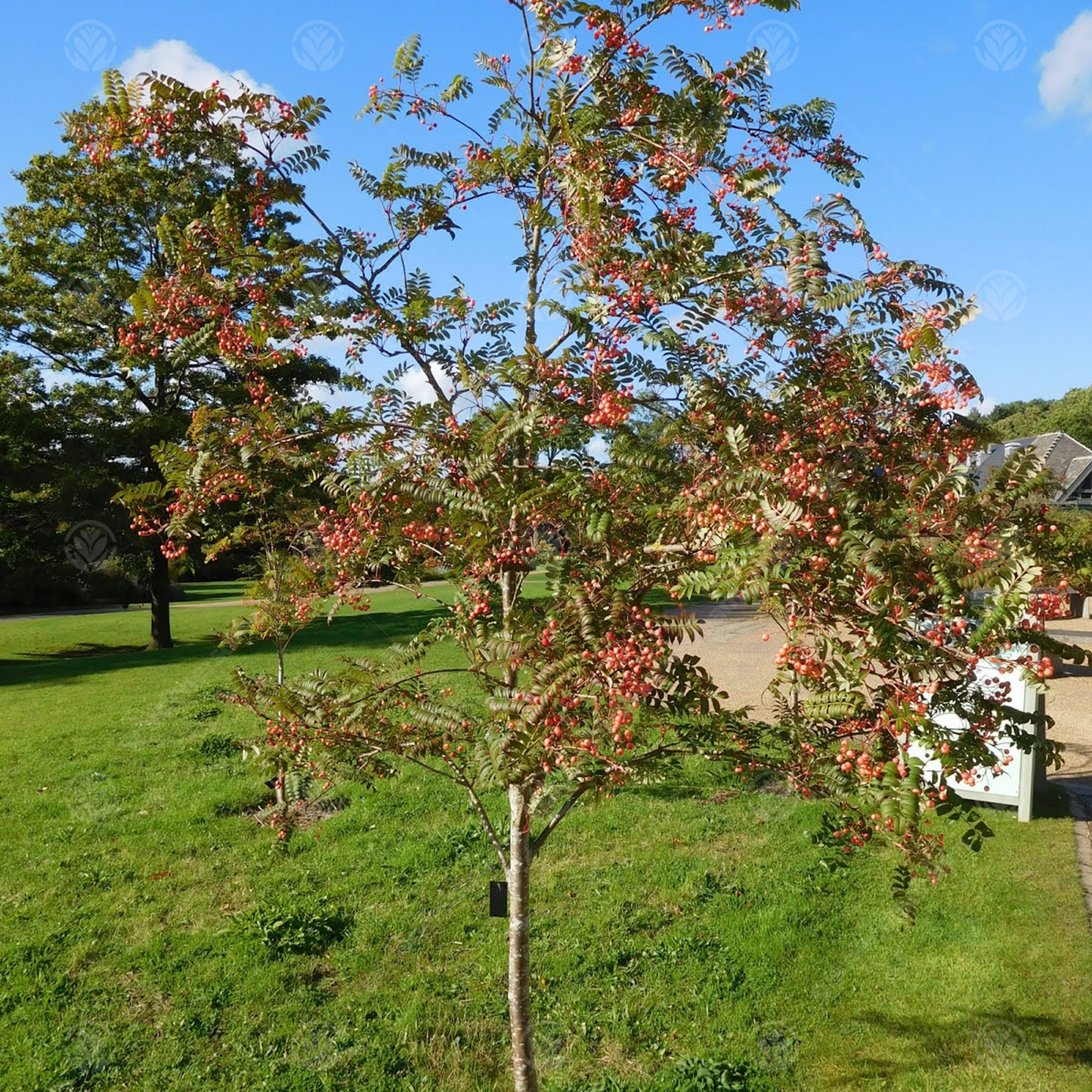 Sorbus Eastern Promise Tree (12L, 5-6ft)