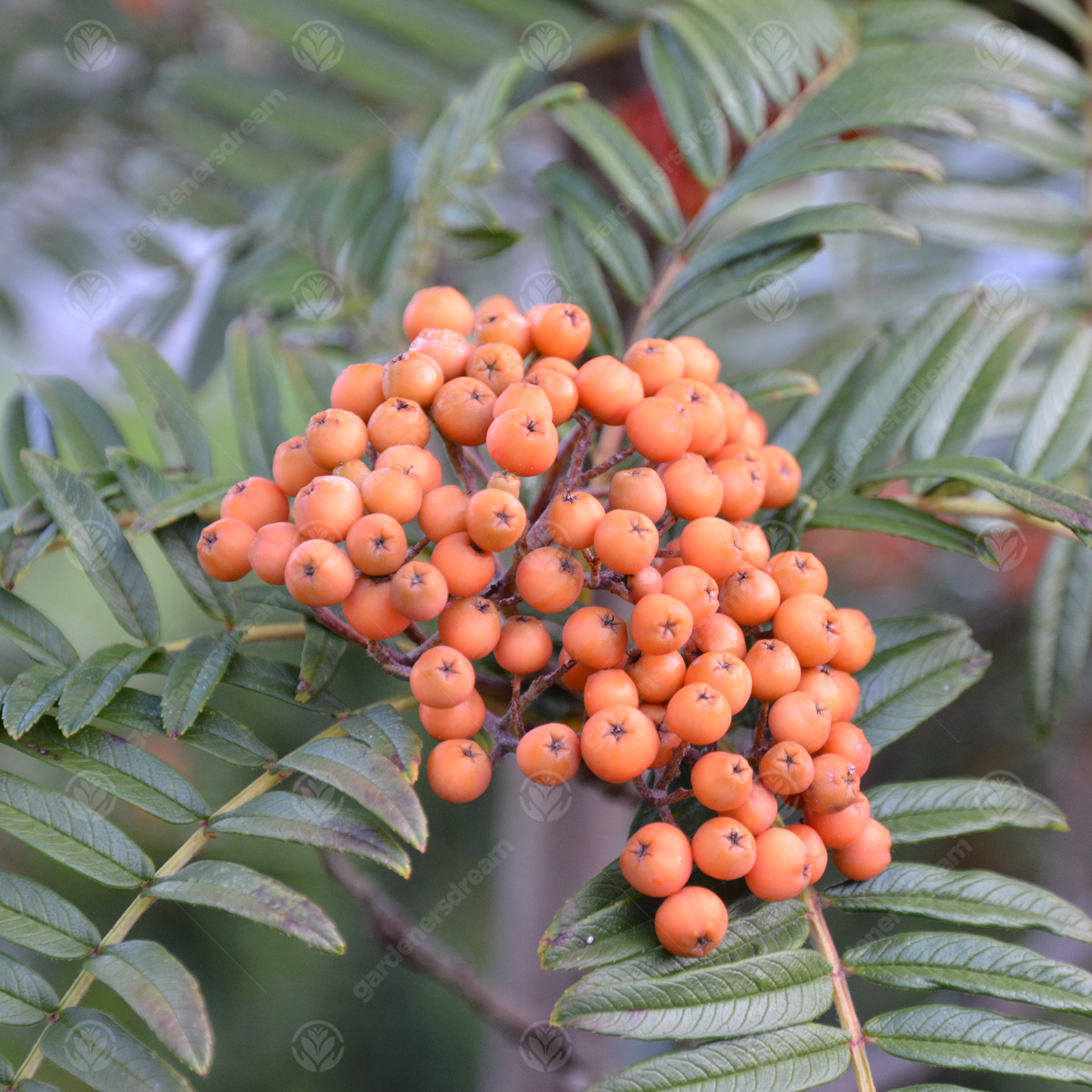 Sorbus Scalaris Tree (12L, 5-6ft)