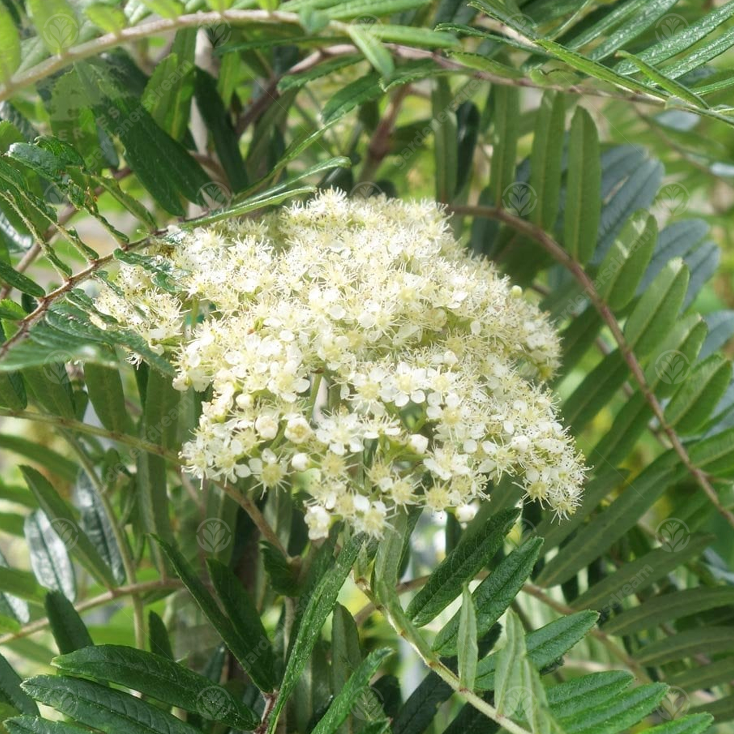 Sorbus Scalaris Tree (12L, 5-6ft)