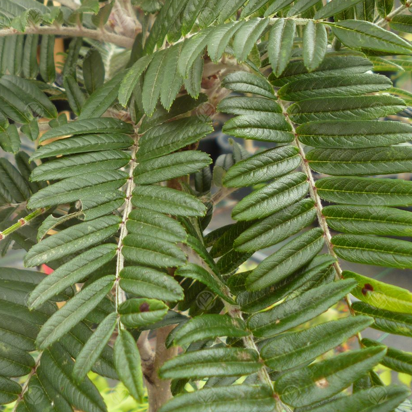 Sorbus Scalaris Tree (12L, 5-6ft)