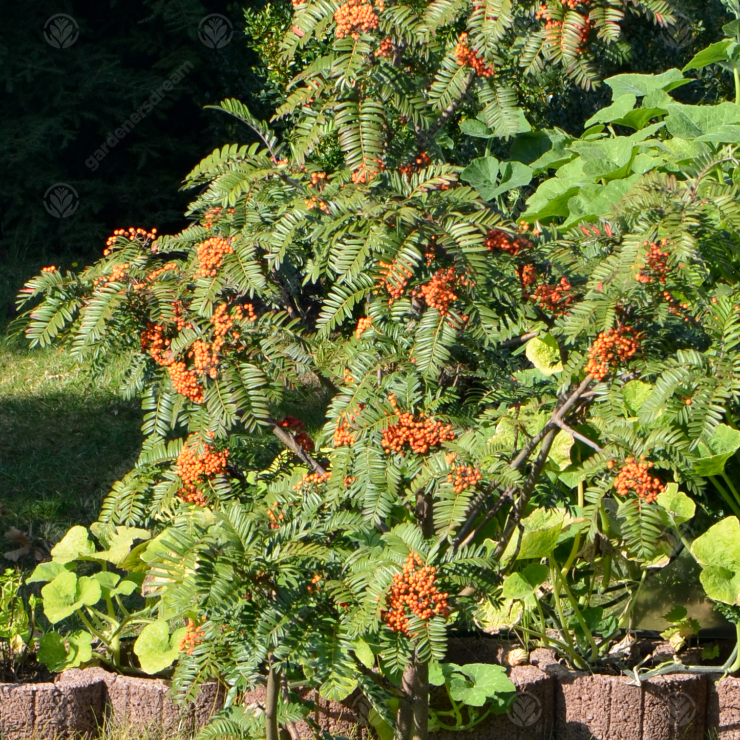 Sorbus Scalaris Tree (12L, 5-6ft)