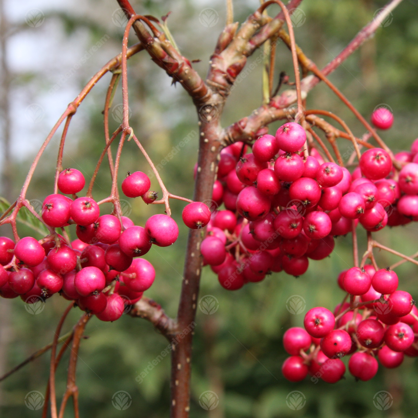 Sorbus Pink Charm Tree (12L, 5-6ft)