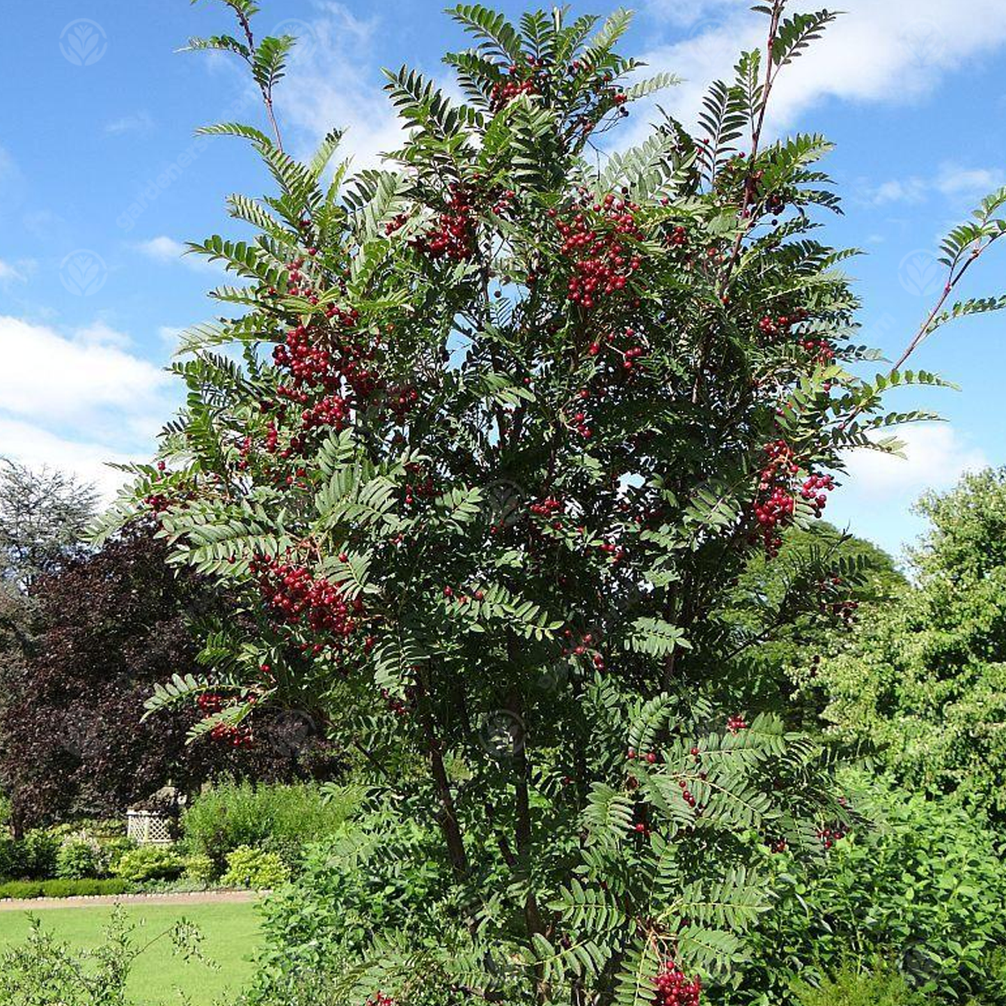 Sorbus Pink Charm Tree (12L, 5-6ft)