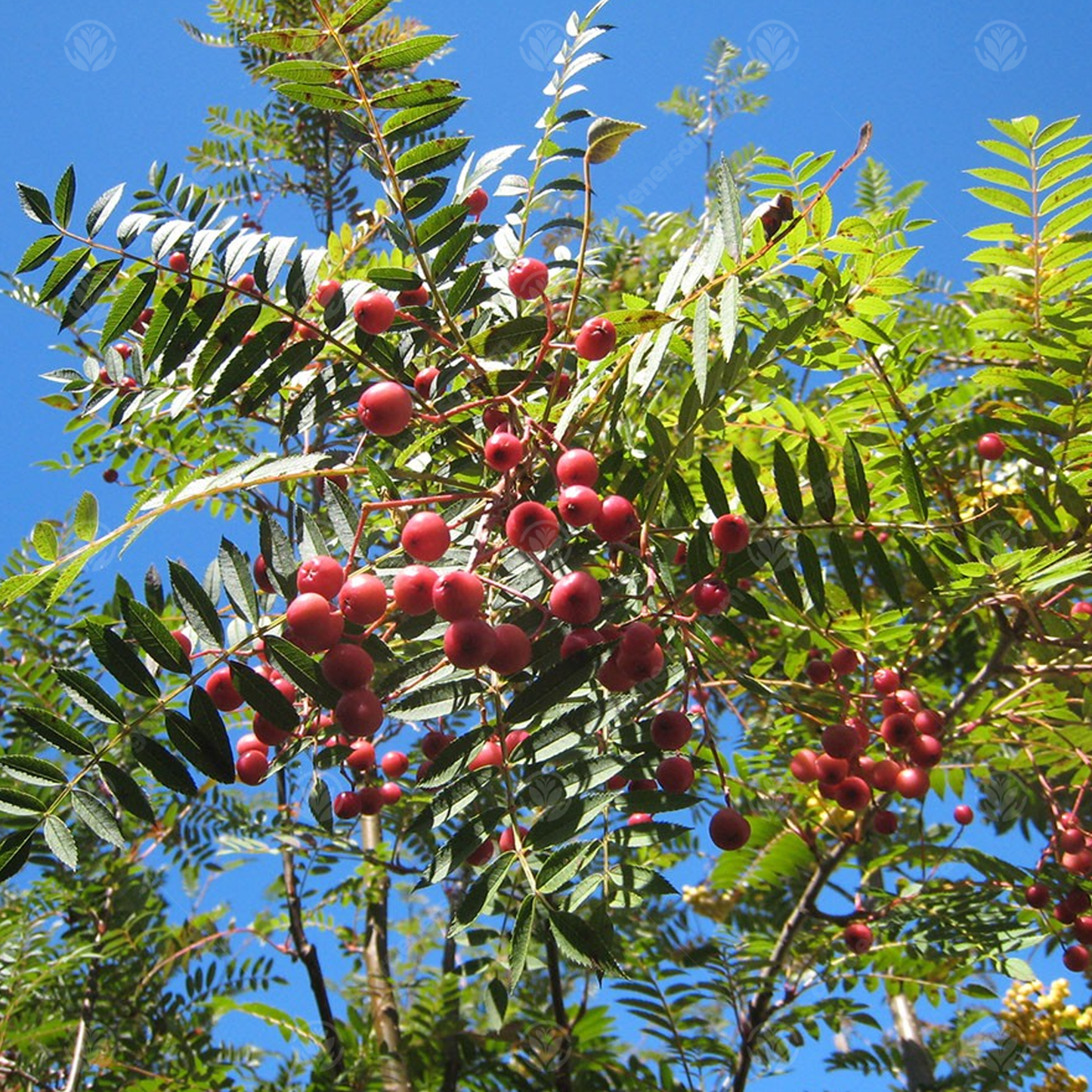 Sorbus Pink Charm Tree (12L, 5-6ft)